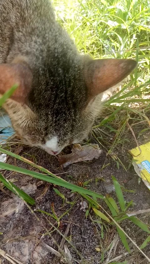 Cat eating Stock Footage 207976846