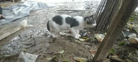 Cat is eating Stock Footage 209885050