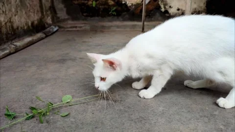 Cat eating Stock Footage 236356589