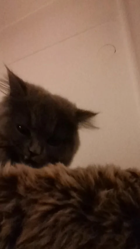 Cat eating Vídeos de archivo 238764473