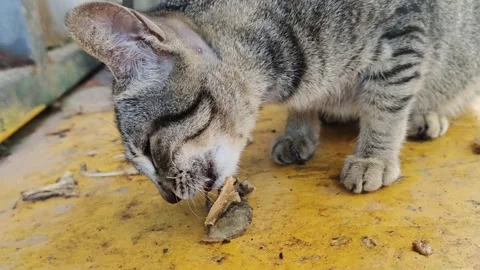Cat is eating Stock Footage 240147992