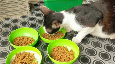 A cat eating Stock Footage 290375244