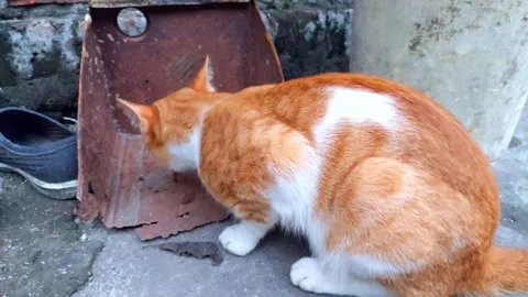 Cat eating Stock Footage 301076055