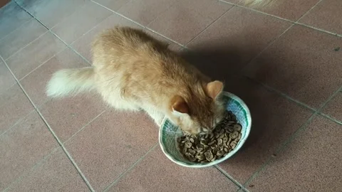 Cat, Eating Stock-Footage 332571572