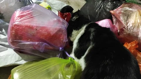 Cat is eating the garbage Stock-Footage 202071688