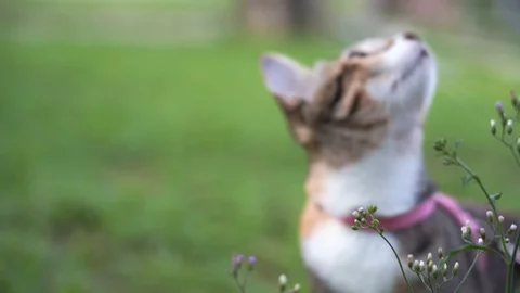 Cat eating grass and looking around in garden Stock Footage 129549524