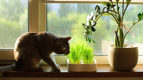 Cat eating grass. Cute grey whisker munching wheat plant sprouts grown in pot Stock Footage 253388061