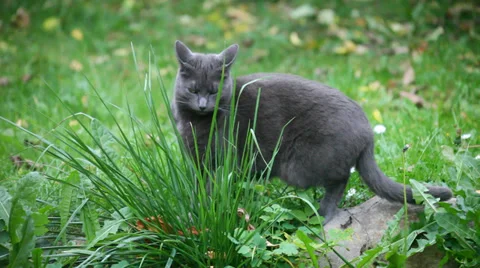 Cat eating grass Video stock 31740106