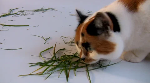 Cat eating grass Vídeos de archivo 32353816