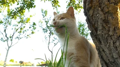 A cat is eating grass Stock Footage 85423638