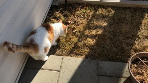 Cat eating grass Stock Footage 126422998
