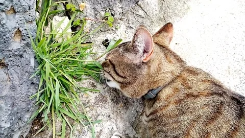 Cat eating grass Stock Footage 185741873