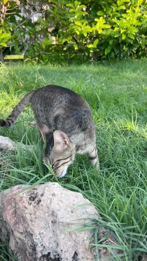 Cat eating grass in nature Stock Footage 337131265