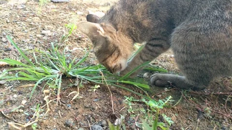 Cat Eating Grass Outdoors Stock Footage 339516575