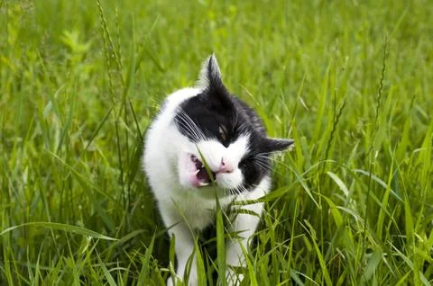 Cat eating grass Stock Photos