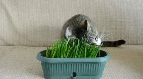 Cat eating green easter grass Stock Footage 11613211