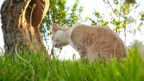 The cat is eating the green grass Stock Footage 85421089