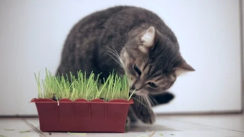 Cat eating green grass pot indoor Stock Footage 107790606