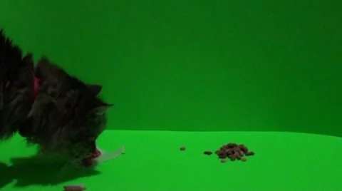 A cat eating green screen Stock Footage 8549223