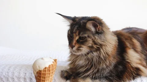 Cat eating ice cream Stock Footage
