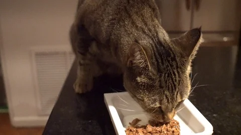 Cat eating on a kitchen counter 動画素材 81714014