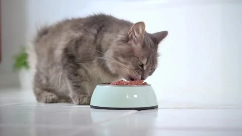 Cat eating in light room Stock Footage 269346492