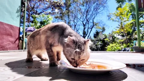 Cat eating meal Video stock 259941060