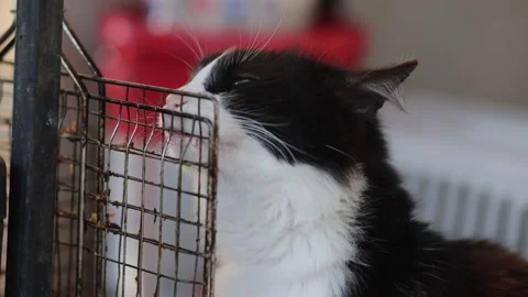 Cat eating meat from a barbecue net. Cute black cat eating outdoors Stock Footage 208737262