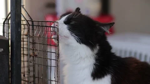 Cat eating meat from a barbecue net. Cute black cat eating outdoors Stock Footage 208737299