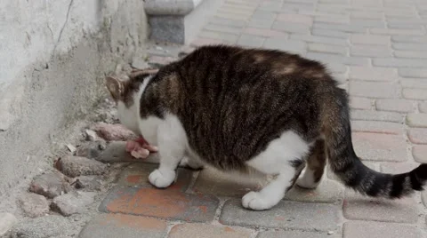 Cat Eating Meat Stock Footage 67660123