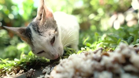 Cat Eating Meat Stock Footage 159868211