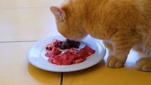 Cat eating meat. Ginger cat. Stock Footage 142113808