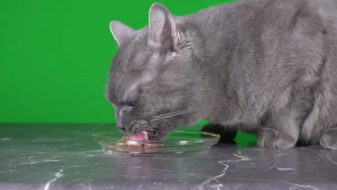 Cat eating meat On Green Background Video stock 242316716