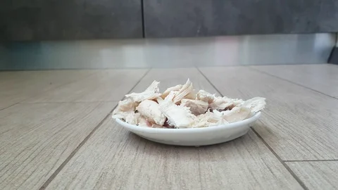 The cat is eating meat from a plate Stock Footage 87827894