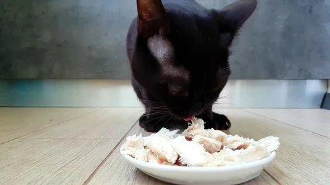 Cat is eating meat from the plate Stock Footage 89713350