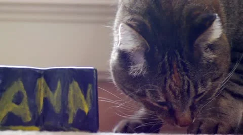 Cat Eating-Medium Shot Stock Footage 22034713