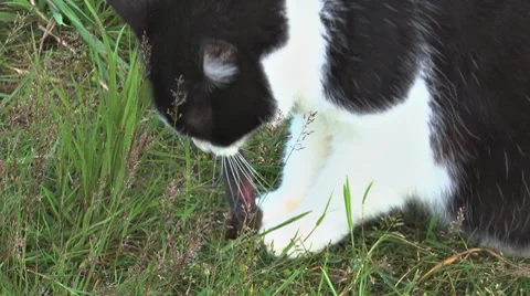 Cat Eating a Mouse 1 Stock Footage 8519397