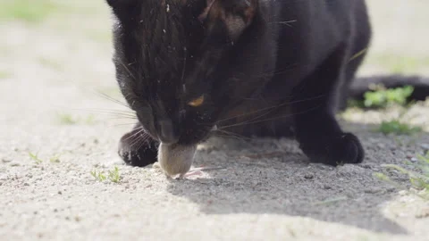 cute cat eating mouse
