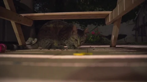 Cat Eating at Night Video stock 110161336