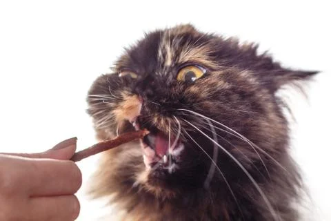 Cat eating Stock Photos