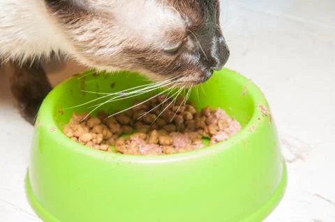 Cat eating Stock Photos