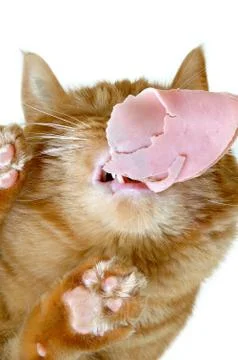 Cat eating Stock Photos