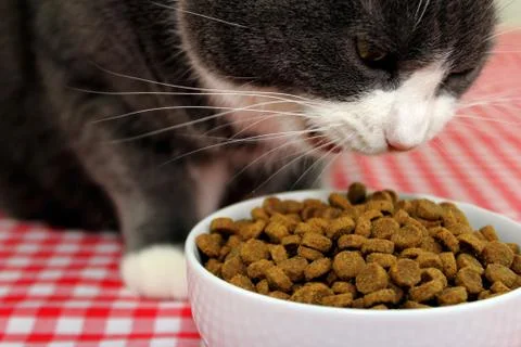 Cat eating Stock Photos
