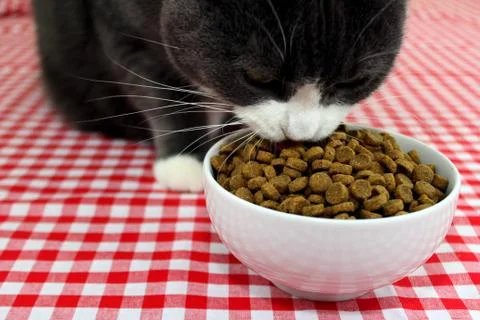 Cat eating Stock Photos