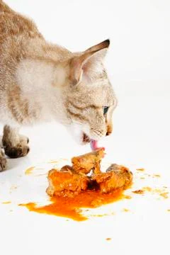 Cat eating Stock Photos