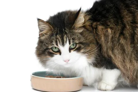 Cat eating Stock Photos
