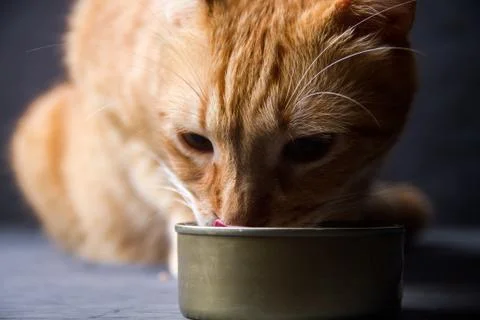Cat eating 库存照片