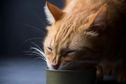 Cat eating Stock Photos