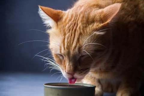Cat eating Stock Photos