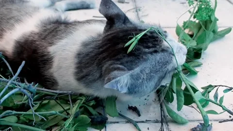 Cat Eating Plants 動画素材 258821399